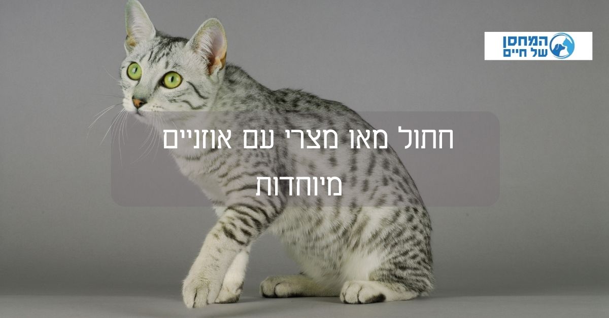 חתול מאו מצרי עם אוזניים  מיוחדות